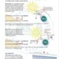 ISSA PDF Handbook page displaying diagrams and information about tides, spring, neap and tide direction
